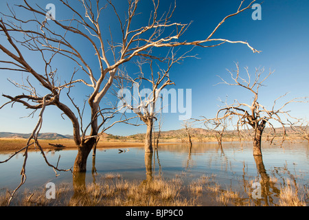 Bäume, die getötet wurden, als durch die Schaffung von Lake Eildon ertrank stehen hoch und trocken, wie der See aufgrund der Dürre vertrocknet. Stockfoto