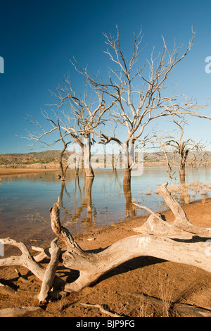 Bäume, die getötet wurden, als durch die Schaffung von Lake Eildon ertrank stehen hoch und trocken, wie der See aufgrund der Dürre vertrocknet. Stockfoto