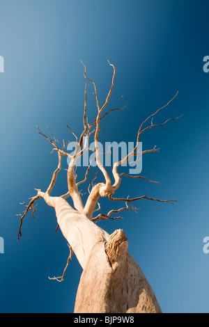 Bäume, die getötet wurden, als durch die Schaffung von Lake Eildon ertrank stehen hoch und trocken, wie der See aufgrund der Dürre vertrocknet. Stockfoto