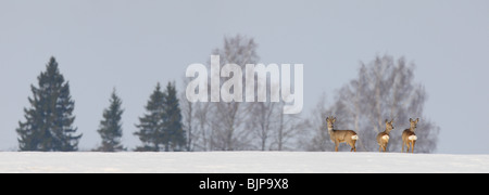 Panorama von Reh (Capreolus Capreolus) Stockfoto