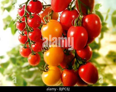 Auswahl von frischen roten und gelben Tomaten und Eiertomaten Food-Fotografie Stockfoto