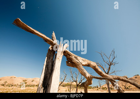 Bäume, die getötet wurden, als durch die Schaffung von Lake Eildon ertrank stehen hoch und trocken, wie der See aufgrund der Dürre vertrocknet. Stockfoto