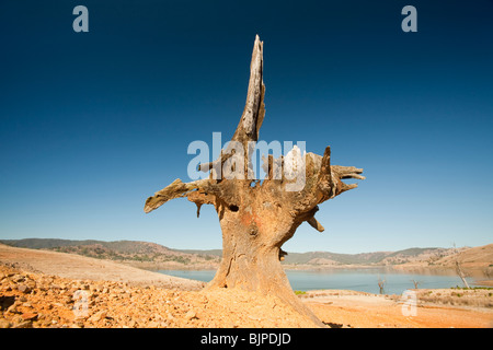 Bäume, die getötet wurden, als durch die Schaffung von Lake Eildon ertrank stehen hoch und trocken, wie der See aufgrund der Dürre vertrocknet. Stockfoto