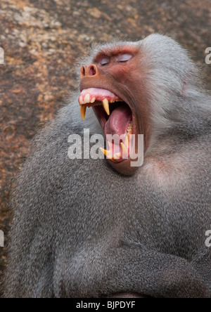 Alpha Männchen Papio Hamadryas Pavian Knurren und zeigt es große Zähne. Stockfoto