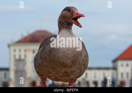 Lustige Gans Stockfoto