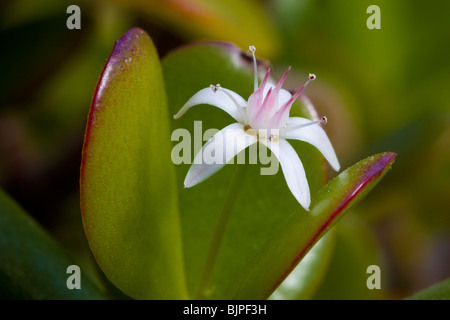 eine einzelne weiße und rosa Blume von der Jade-Anlage. Stockfoto