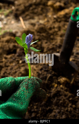 Teil einer Hand mit grünen Handschuh hält im Vordergrund eine neue Blütenknospe auf Hintergrund unscharf Spaten im Boden Stockfoto