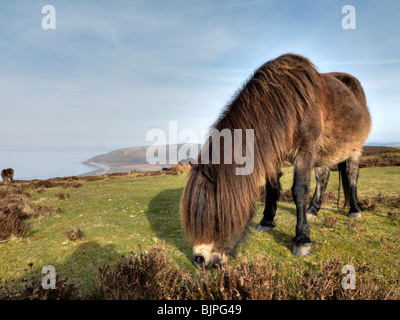 Exmoor Ponys Stockfoto