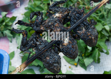 Blackened Gegrillte Frösche auf einem Stick Luang Prabang Laos Stockfoto