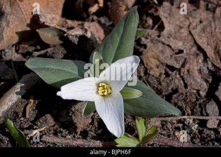 Zwerg oder Schnee Trillium Trillium nivale Fluss Wohnungen S Michigan USA, durch Dembinsky Foto Assoc Stockfoto