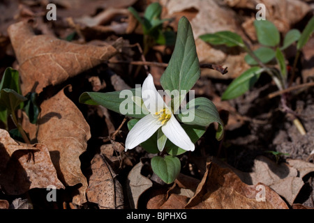 Zwerg oder Schnee Trillium Trillium nivale Fluss Wohnungen S Michigan USA, durch Dembinsky Foto Assoc Stockfoto