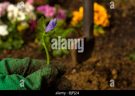 Teil einer Hand mit grünen Handschuh hält im Vordergrund eine neue Blume auf Hintergrund unscharf Colorfull Stiefmütterchen, Spaten im Boden. Stockfoto