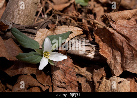 Zwerg oder Schnee Trillium Trillium nivale Fluss Wohnungen S Michigan USA, durch Dembinsky Foto Assoc Stockfoto