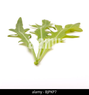 Rakete Blatt Anordnung auf weißen Hintergrund isoliert. Stockfoto