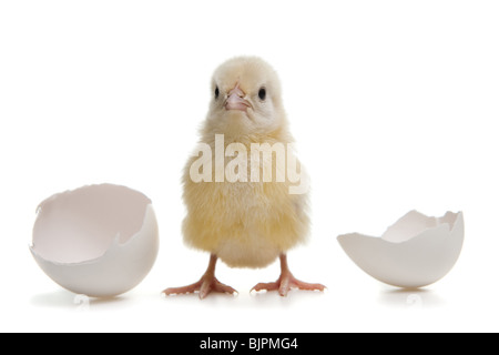 Küken mit Eierschalen Stockfoto