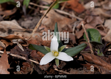 Zwerg oder Schnee Trillium Trillium nivale Fluss Wohnungen S Michigan USA, durch Dembinsky Foto Assoc Stockfoto