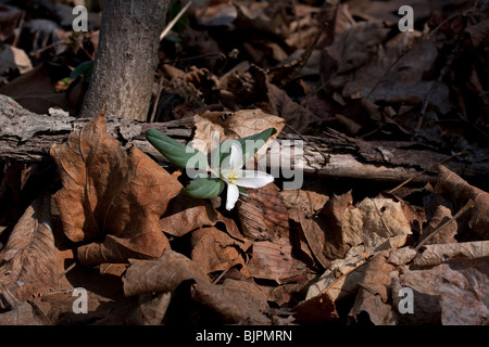 Zwerg oder Schnee Trillium Trillium nivale Fluss Wohnungen S Michigan USA, durch Dembinsky Foto Assoc Stockfoto