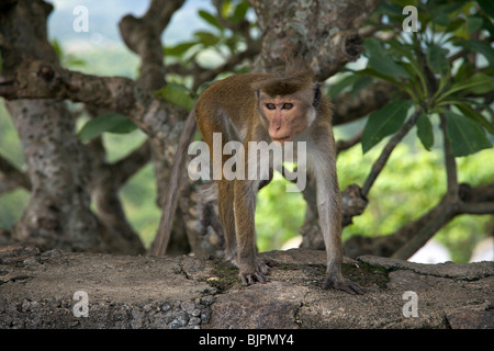 Wilde Affen auf dem Weg durch die Felsentempel von Dambulla, Sri Lanka goldenen Tempel von Dambulla, Sri Lanka Stockfoto