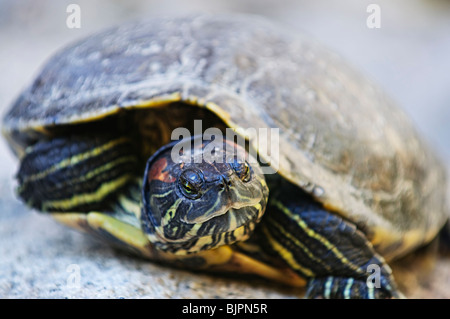 Nahaufnahme von roten eared Slider Schildkröte sitzt auf Felsen Stockfoto