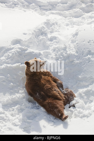 Europäischer ( Eurasischer ) Braunbär ( Ursus Arctos Arctos ) genießt Frühlingssonne in Finnland Stockfoto