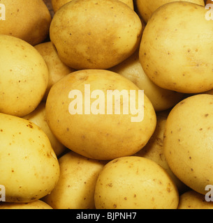 Knollen von Maris Piper Kartoffeln ab laden oder Supermarkt Stockfoto