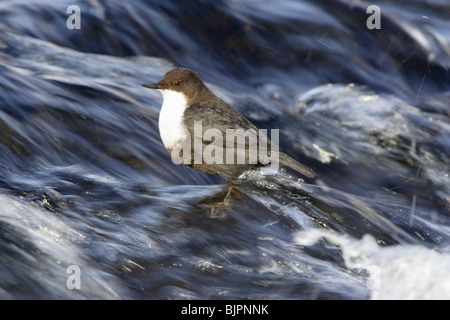 Weißer-throated Schöpflöffel stehend in einem schnell fließenden Fluss in Finnland Stockfoto