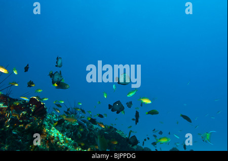 Riff Malapascua vielfältig vielseitig Multiplex-Leben am Riff Fische Seestern Seeigel unter Wasser Cebu Philippinen Stockfoto