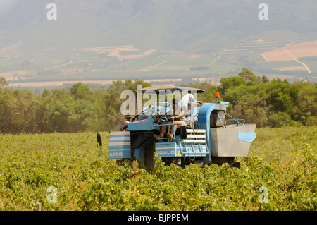Ein Braud 2720 Modell Traube Harvester Maschine Kommissionierung Trauben im Weinberg in der Nähe von Paarl in der western Cape-Südafrika Stockfoto