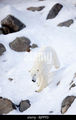 Eisbär (Ursus Maritimus) laufen auf Schnee Stockfoto