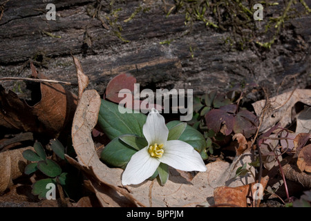 Zwerg oder Schnee Trillium Trillium nivale Fluss Wohnungen S Michigan USA, durch Dembinsky Foto Assoc Stockfoto