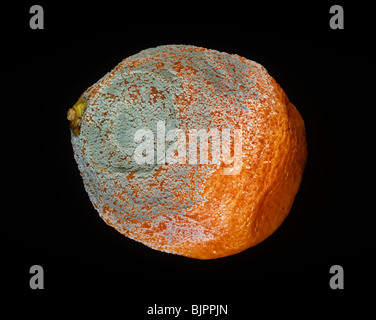 Blaue Penicillium Schimmelpilz (Penicillium unsere) schwere Infektion auf gespeicherte Orangenfrucht Stockfoto