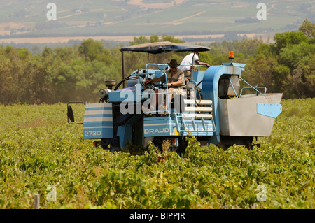 Ein Braud 2720 Modell Traube Harvester Maschine Kommissionierung Trauben im Weinberg in der Nähe von Paarl in der western Cape-Südafrika Stockfoto