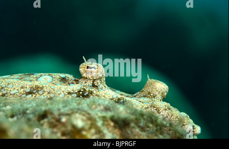 Peacock Flunder (Bothus Lunatus) sitzt auf einem Felsen. Nahaufnahme des Auges. Bonaire, Niederländische Antillen Stockfoto