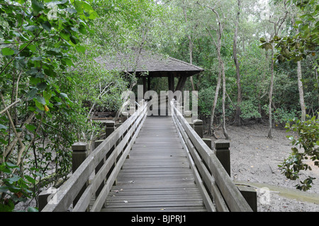 Bestandteil der 500metre-Promenade durch die Mangroven an der Sungei Buloh Wetland Reserve, Singapur. Stockfoto