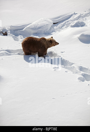 Europäischer (eurasischer) Braunbär (Ursus Arctos Arctos) zu Fuß im tiefen Schnee, Finnland Stockfoto