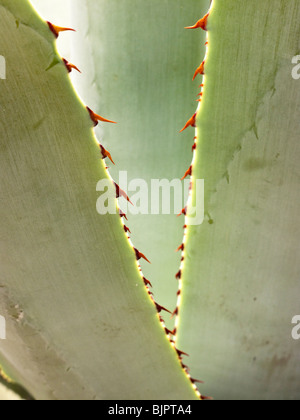 Schließen Sie Ansicht Agave Kakteen im Botanischen Garten aus Gründen der Fromer Kloster von Santo Domingo Oaxaca Mexico-Blätter Stockfoto