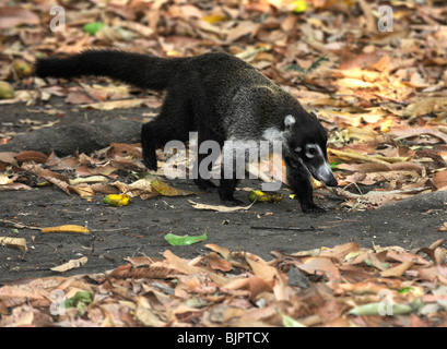 Weiße Nase Nasenbären. Racoon-Familie. (Nasua Narica) Stockfoto