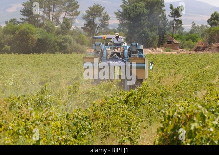 Ein Braud 2720 Modell Traube Harvester Maschine Kommissionierung Trauben im Weinberg in der Nähe von Paarl in der western Cape-Südafrika Stockfoto