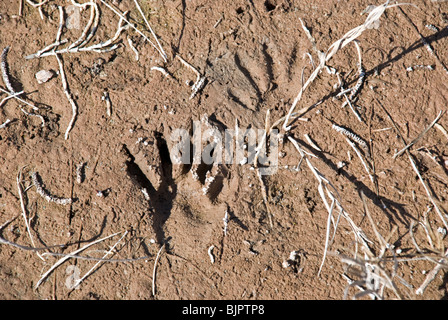 Tierwelt-Fußspuren decken Ufer des Pecos River an der Bitter Lake National Wildlife Refuge in der Nähe von Roswell, New Mexico. Stockfoto