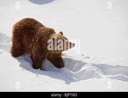 Europäischer (eurasischer) Braunbär (Ursus Arctos Arctos) zu Fuß im tiefen Schnee, Finnland Stockfoto