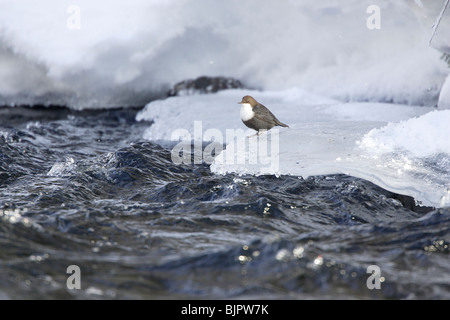 Weißer-throated Schöpflöffel stehen auf dem Eis neben einem schnell fließenden Fluss Stockfoto