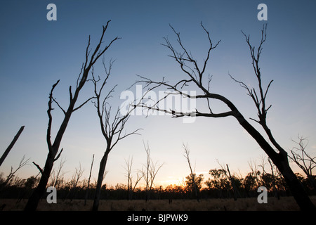 Red Gum Bäumen in der Nähe von Echuca getötet von der Dürre, Victoria, Australien Stockfoto