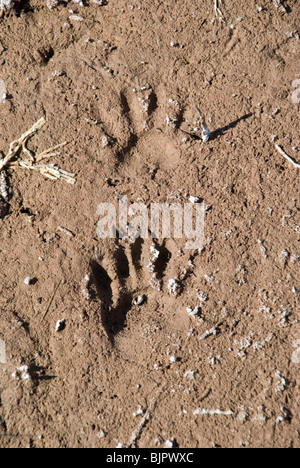 Tierwelt-Fußspuren decken Ufer des Pecos River an der Bitter Lake National Wildlife Refuge in der Nähe von Roswell, New Mexico. Stockfoto