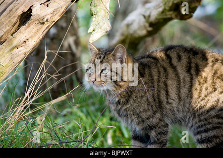 SCHOTTISCHE WILDKATZE Stockfoto