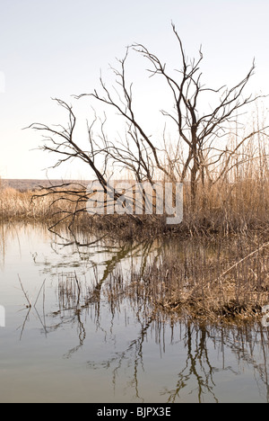 Pecos River fließt durch das Bitter Lake National Wildlife Refuge in der Nähe von Roswell, New Mexico. Stockfoto
