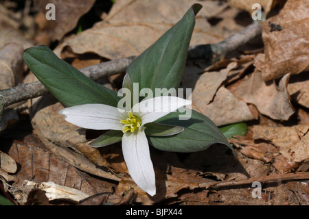 Zwerg oder Schnee Trillium Trillium Nivale Fluss Wohnungen S Michigan USA Stockfoto