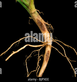 Stammen Sie Krebs (Rhizoctonia Solani) Läsionen an den Wurzeln und unteren Stamm eine Kartoffelpflanze Stockfoto