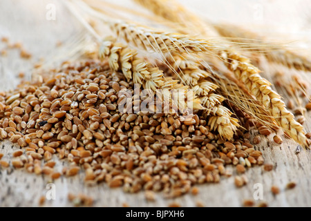 Closeup auf Haufen Weizenkörner Bio Vollkorn und Ohren Stockfoto