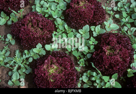 Ältere Sorte Salat Lollo Rosso mit verschiedenen breit rotblättrige Unkraut Stockfoto