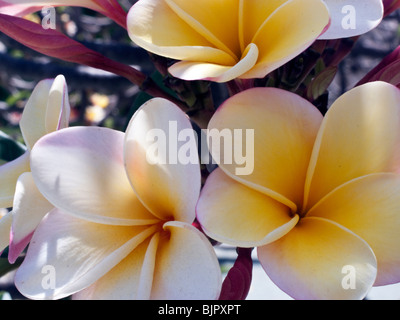 schöne gelbe Plumeria-Blüten auf Baum im Botanischen Garten wegen des ehemaligen Klosters von Santo Domingo Oaxaca Mexico Stockfoto